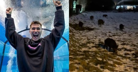Dom Friza nawiedziły dziki. GROZIŁ IM ŁOPATĄ: "Nie macie ze mną szans" (WIDEO)