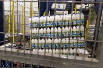 Kryzys mleczarstwa. 150 osób straci pracę