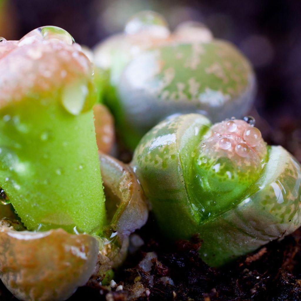 Lithops