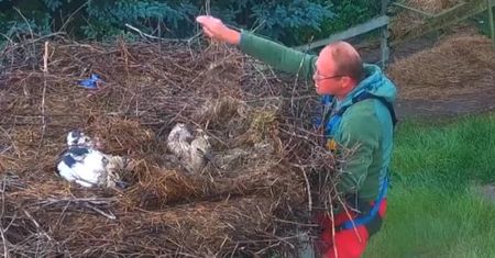 Nawałnica zniszczyła gniazdo bocianów. Nagranie z interwencji na Dolnym Śląsku