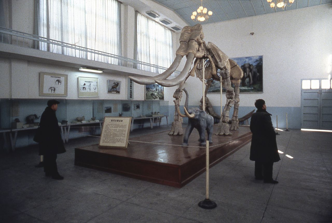 Szkielet mamuta w muzeum w Hefei w Chinach (zdjęcie ilustracyjne)