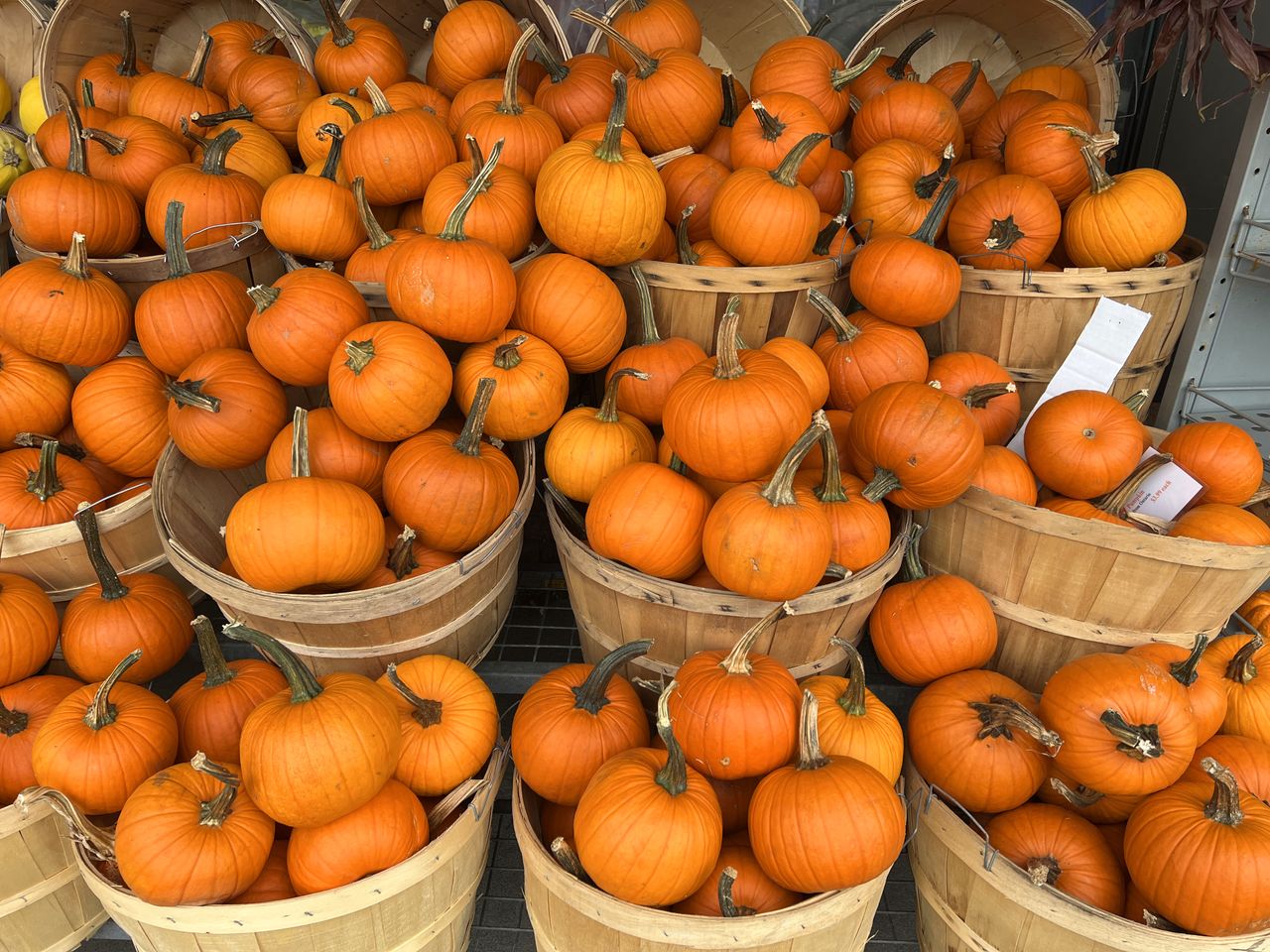 Pumpkin chips are a low-calorie snack.