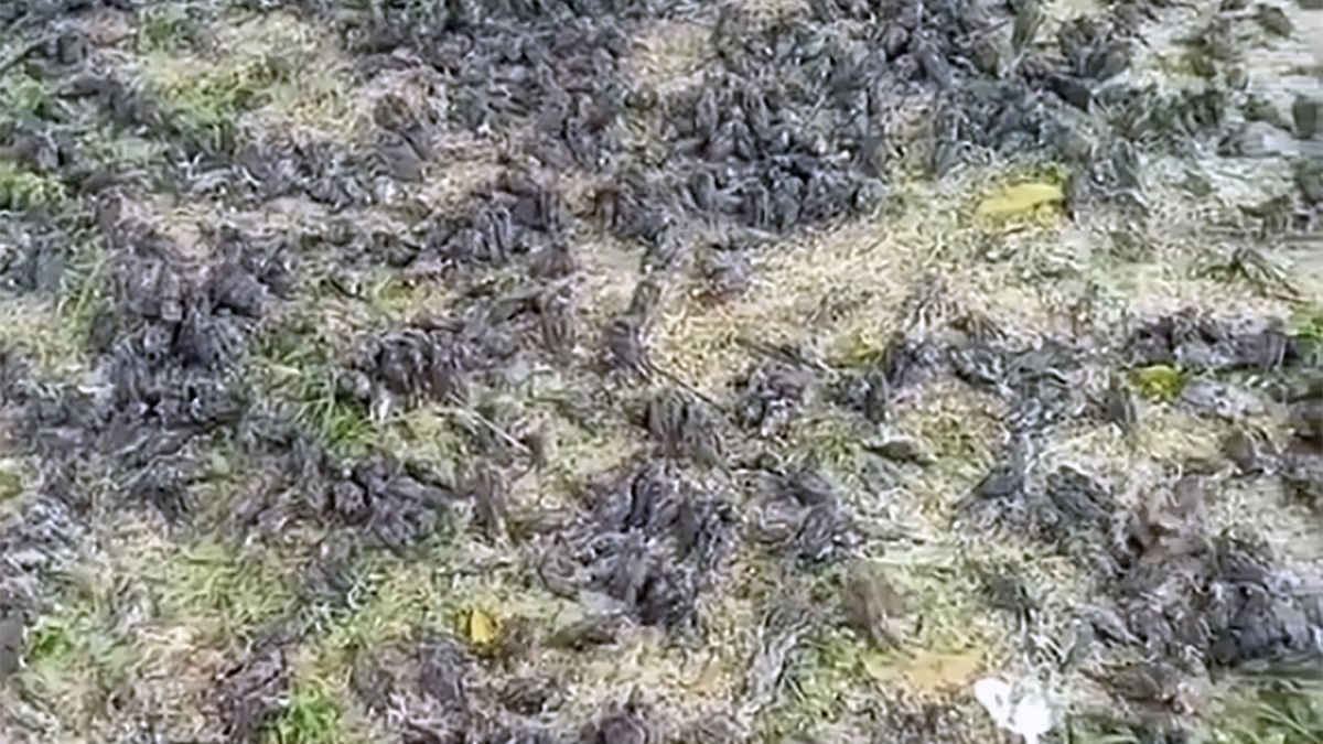 Tysiące martwych ptaków spadło na terenie cmentarza