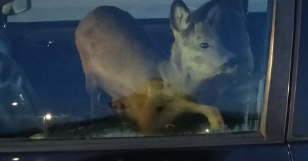 Potrąciła sarnę i zapakowała ją do samochodu