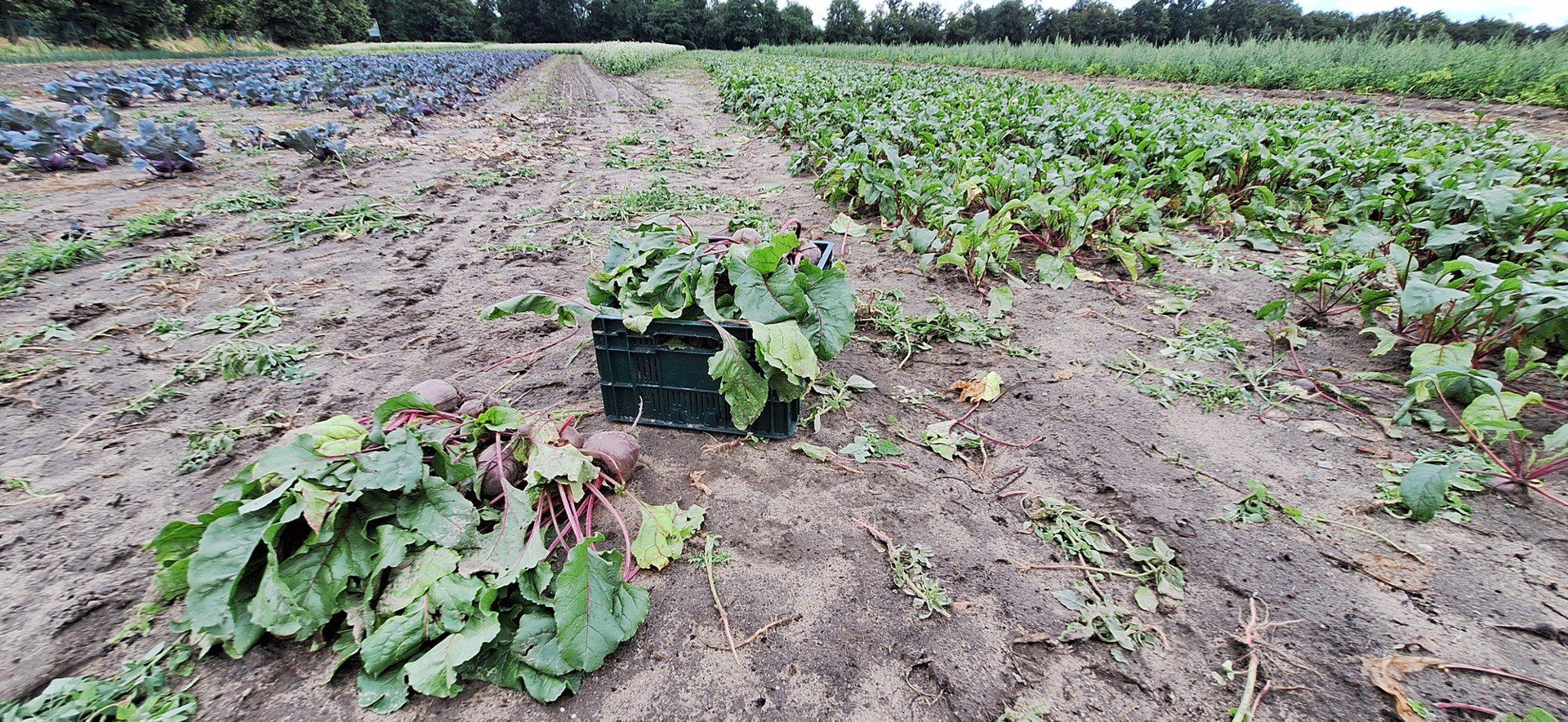 Miejska farma we Wrocławiu na Swojczycach powiększy się
