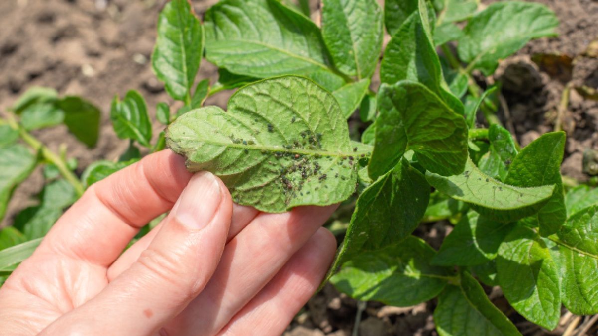 Poznaj sposób na szkodniki