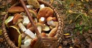 Najlepsze grzyby rosnące w Polsce. Mają najwięcej wartości i są przepyszne