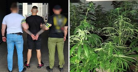 Policja przejmuje 40 kg narkotyków. Część była schowana w gitarze