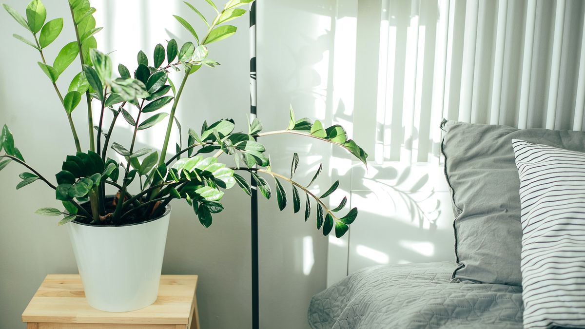 Najlepsze rośliny do sypialni