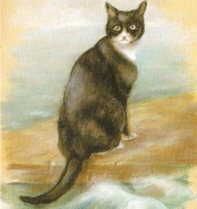 Portret kota, uznawanego za Niezatapialnego Sama