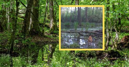 Zabrały młode na bagna. Leśnik pokazał nagranie z fotopułapki
