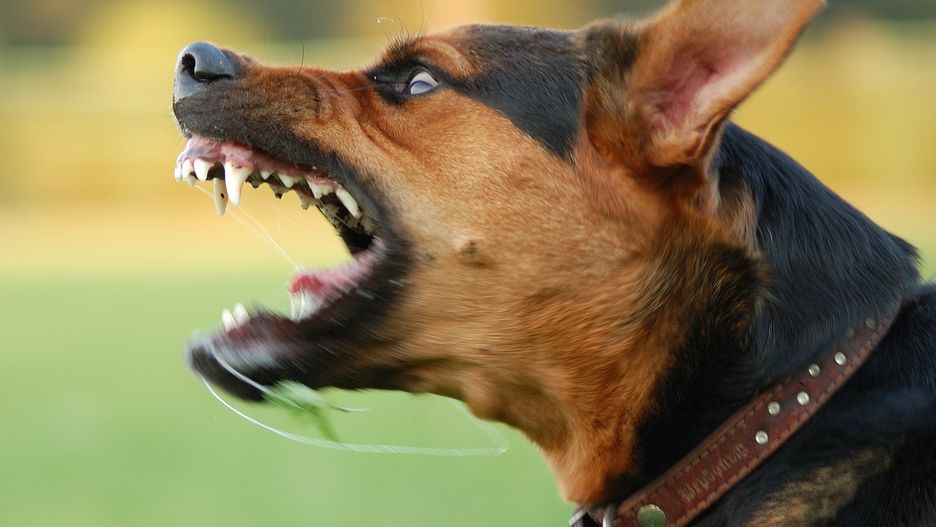 aggressive, anger, angry, attack, bark, barking, beautiful, canine, dog, ear, enraged, eye, fang, fear, fight, forceful, frighten, fur, furious, fury, growl, growling, hate, hatred, hostile, hostility, hunger, hungry, intimidating, intimidation, pet, rage, savage, scared, scary, snarl, snarling, teeth, tongue, vicious, violence, violent, wild