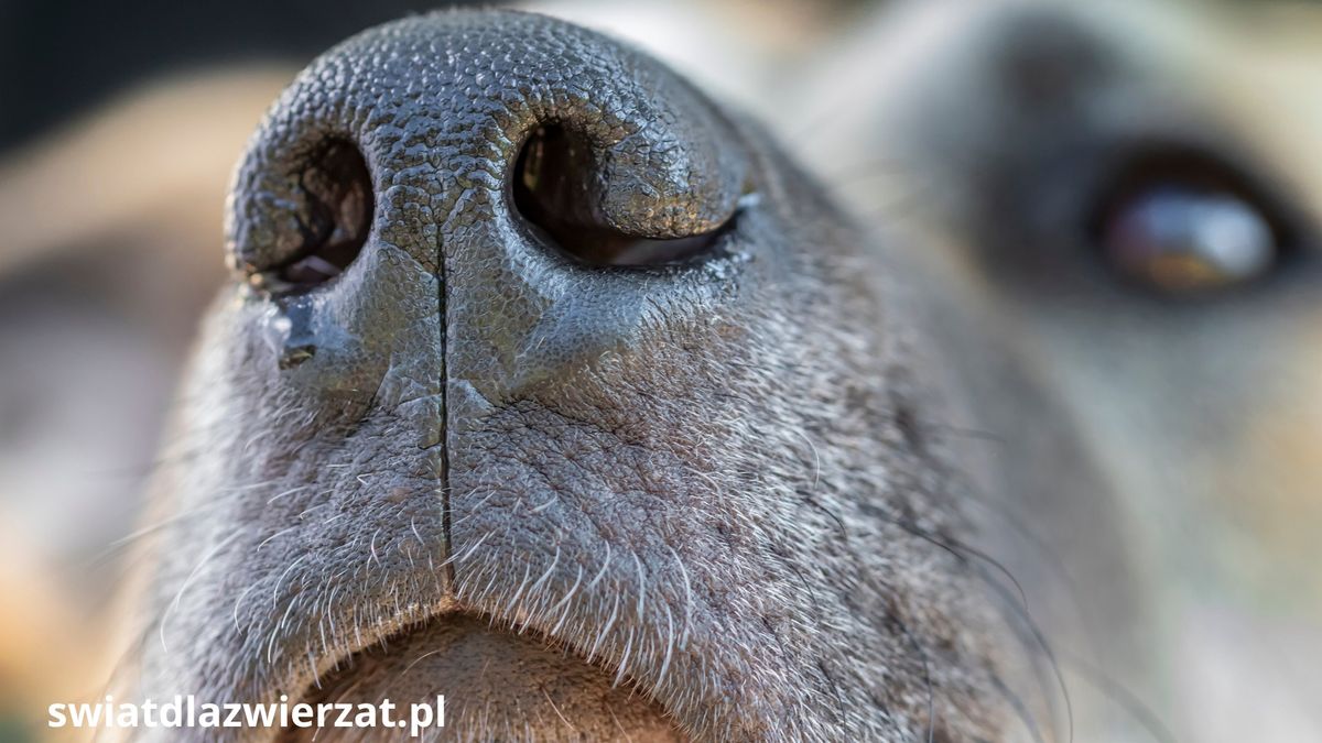 węch u psa, czarny psi nos