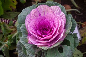 Koniec sezony na pelargonie. Te jesienne hity ozdobią balkon aż do mrozów