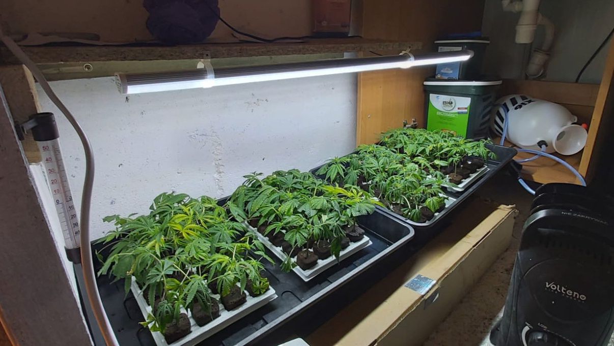 Mazowieckie. Policja zlikwidowała plantację konopi. 