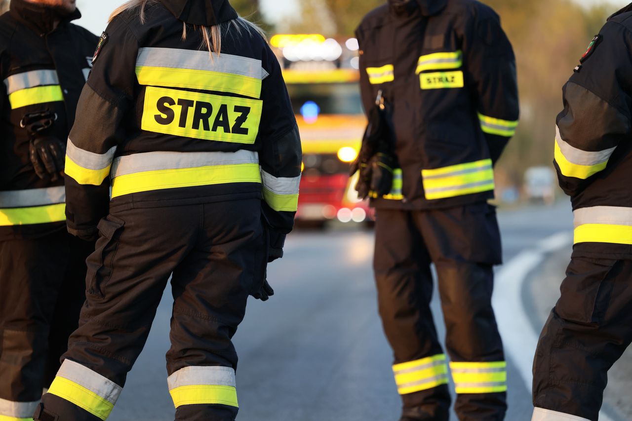 Borzysław: Byki uciekły z gospodarstwa. Nietypowa akcja strażaków i policjantów