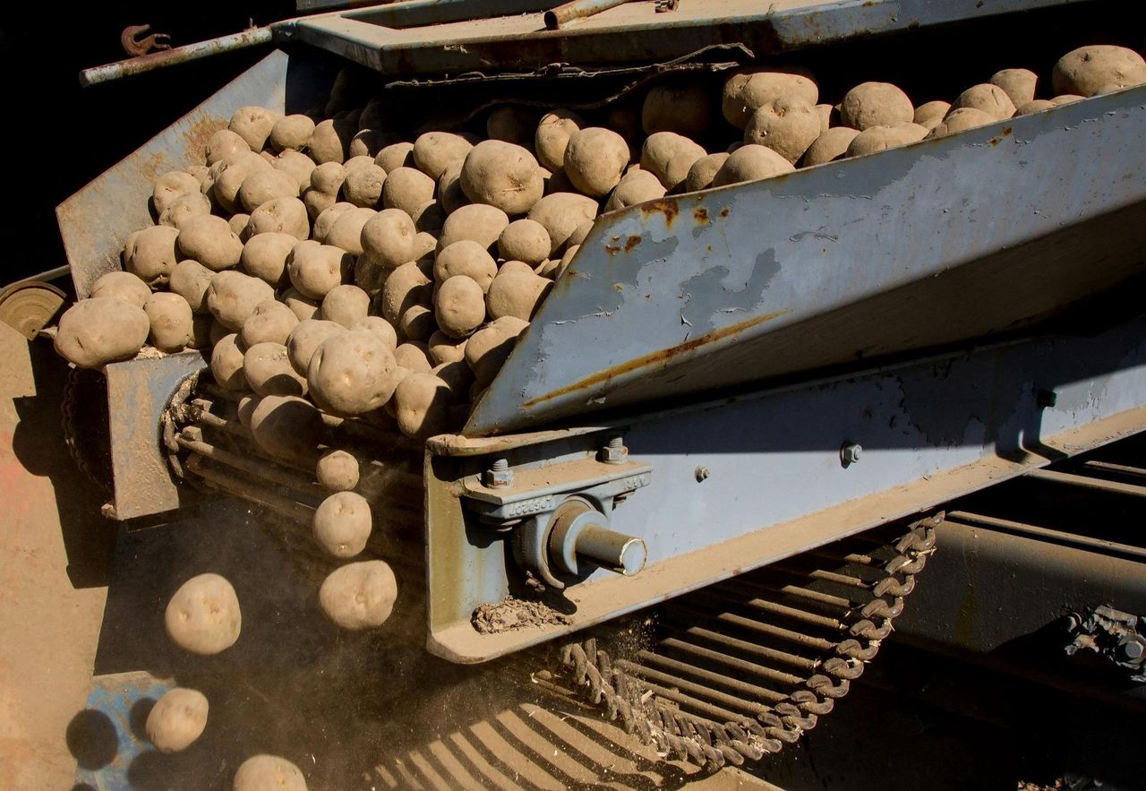 Nadwyżka ziemniaków zagraża rolnikom. Apelują o interwencję
