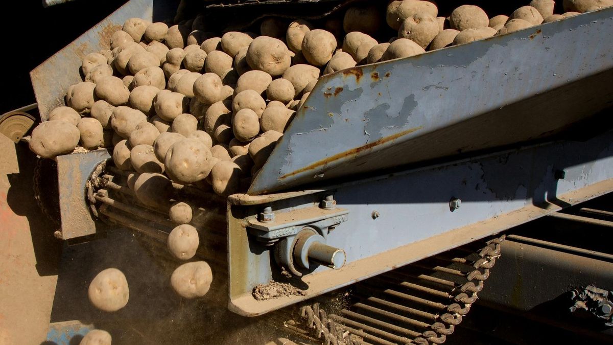  Nadwyżka ziemniaków zagraża rolnikom – Izba apeluje o interwencję