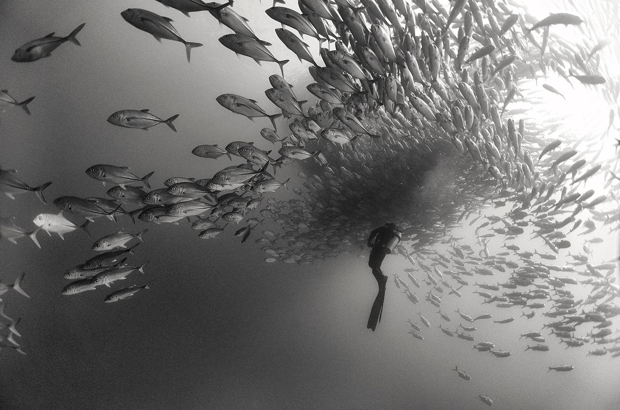 Ochrona oceanów staje się coraz ważniejsza kwestią i wiele organizacji stara się w jakis sposób działać w tym kierunku. Fotograf Anuar Patjane Floriuk poprzez swoja serię zdjęć "Underwater Realm" ("Podwodne królestwo") stara się pokazać piękno oceanów i zwrócić na nie uwagę odbiorcy.