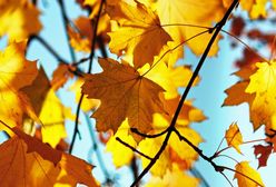 Pogoda. Wrocław. 14 września - ostatnie dwa dni ciepła. W czwartek zaatakuje jesień