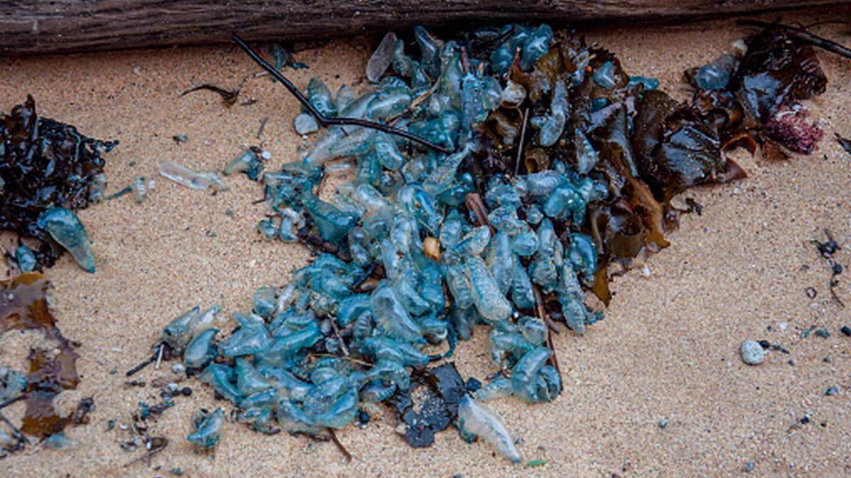 Mieszkańcy Wielkiej Brytanii 