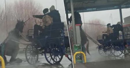 Umyli konia myjką ciśnieniową. Zadziwiająca opinia biegłego