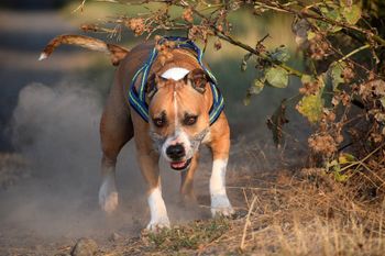 Jarocin. Amstaff rzucił się na yorka. "W aucie przestało mu bić serduszko"