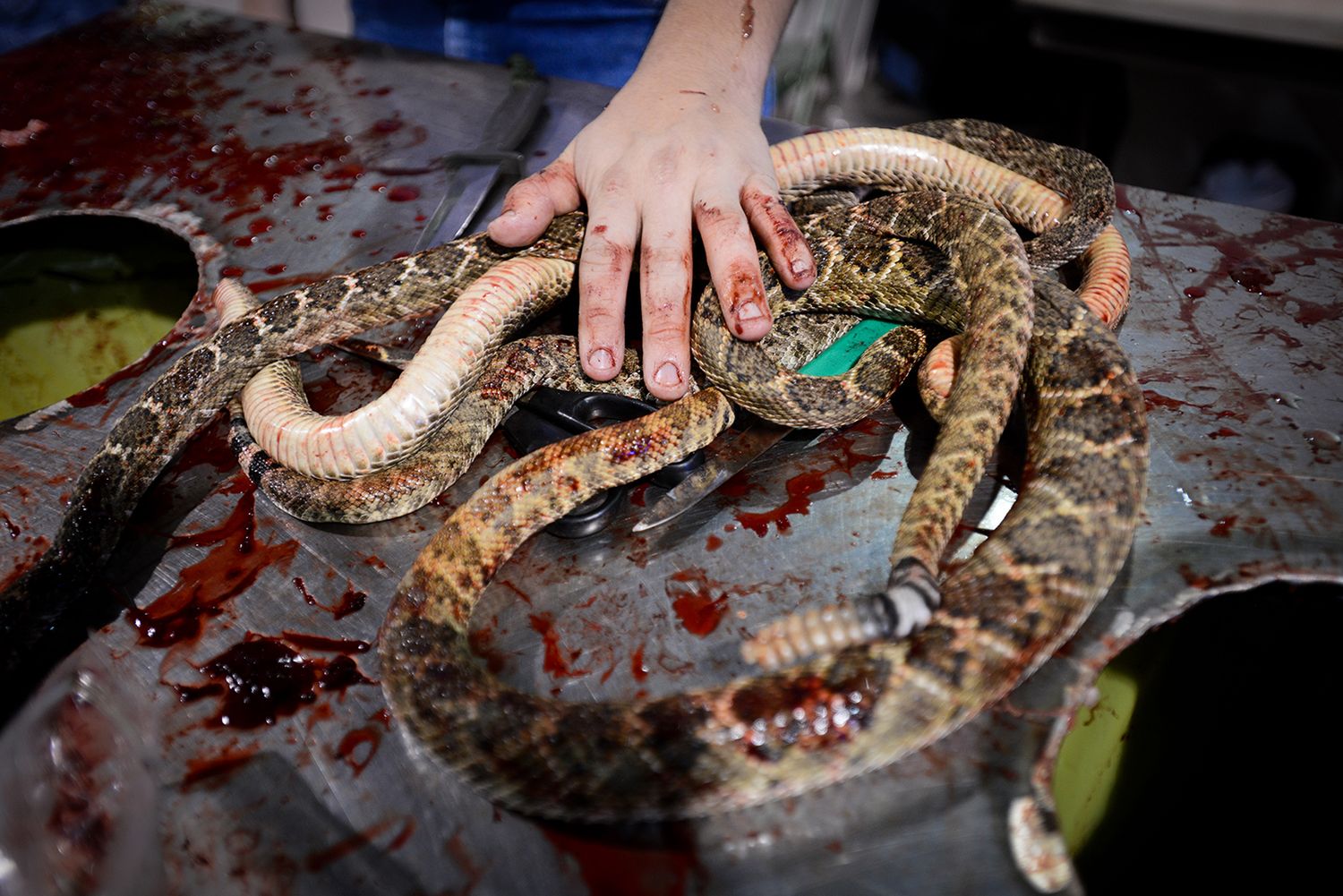 "We Animals" – wyjątkowy projekt dokumentalny, który zwraca uwagę na problem traktowania zwierząt 8