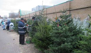 W święta złapiemy się za portfele. Tyle mogą kosztować choinki