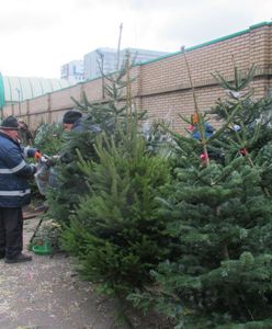 W święta złapiemy się za portfele. Tyle mogą kosztować choinki