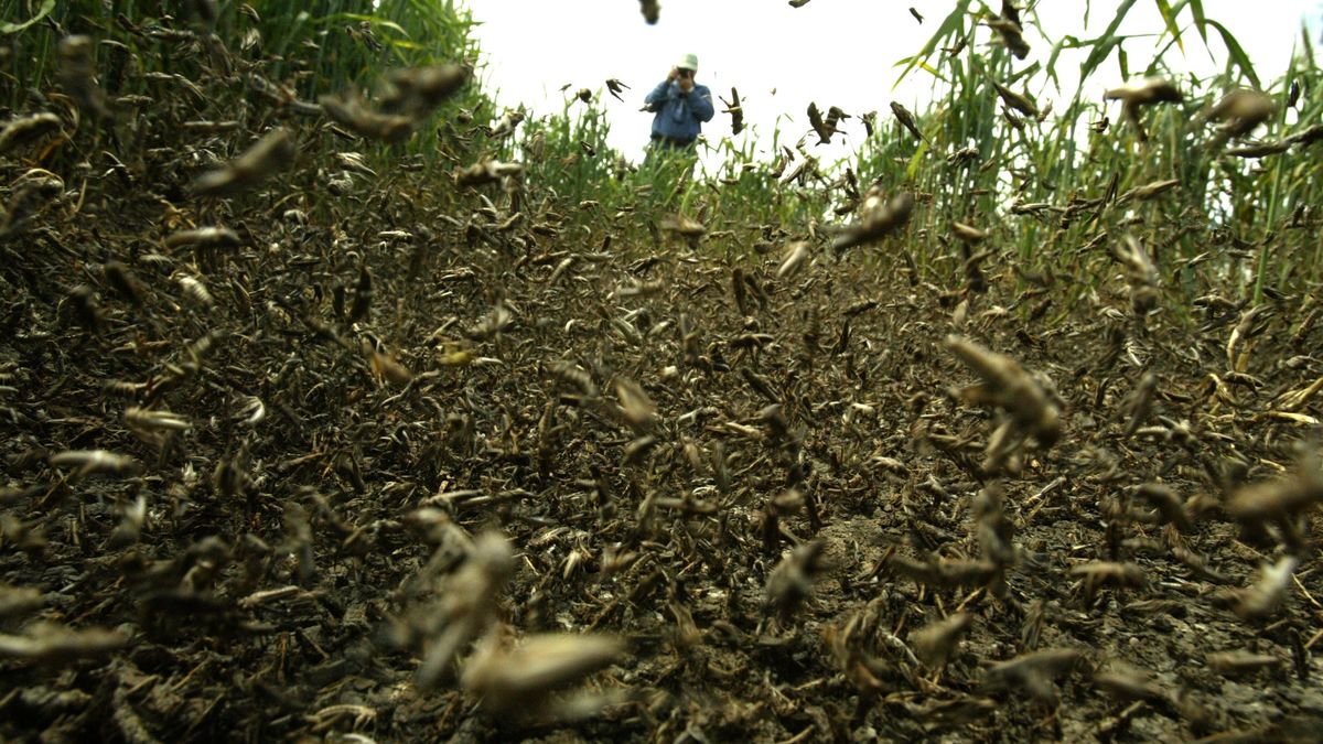 Szarańcza nie daje spokoju włoskim rolnikom na Sardynii 