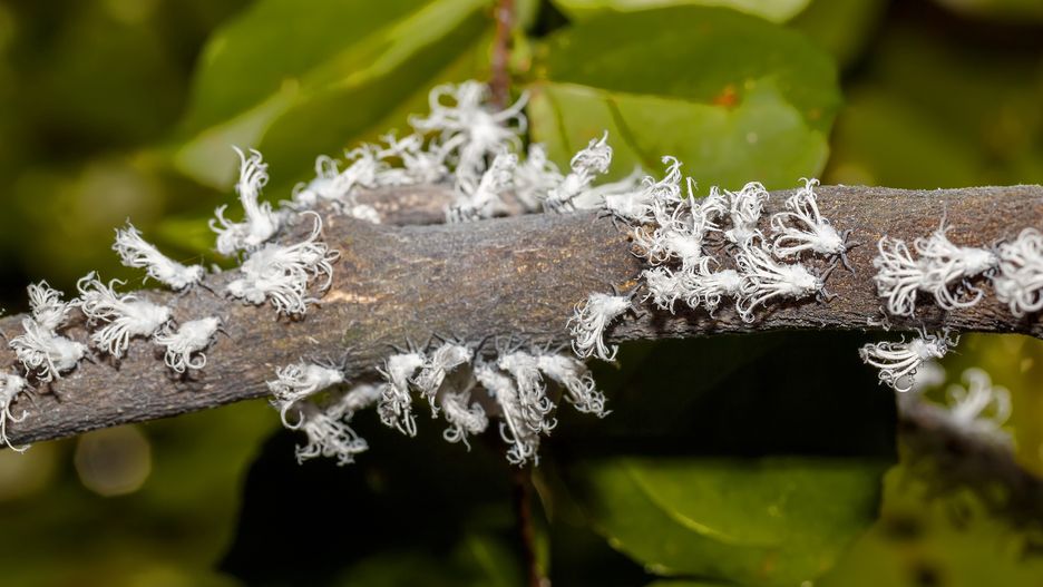 Metcalfa pruinosa