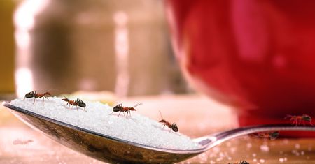 Mrówki w kuchni nie dają ci spokoju? Tak w mig się ich pozbędziesz bez toksycznej chemii