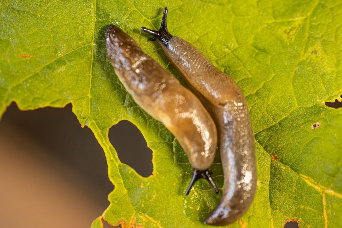 Autumn strategies: Protect your garden from snail damage