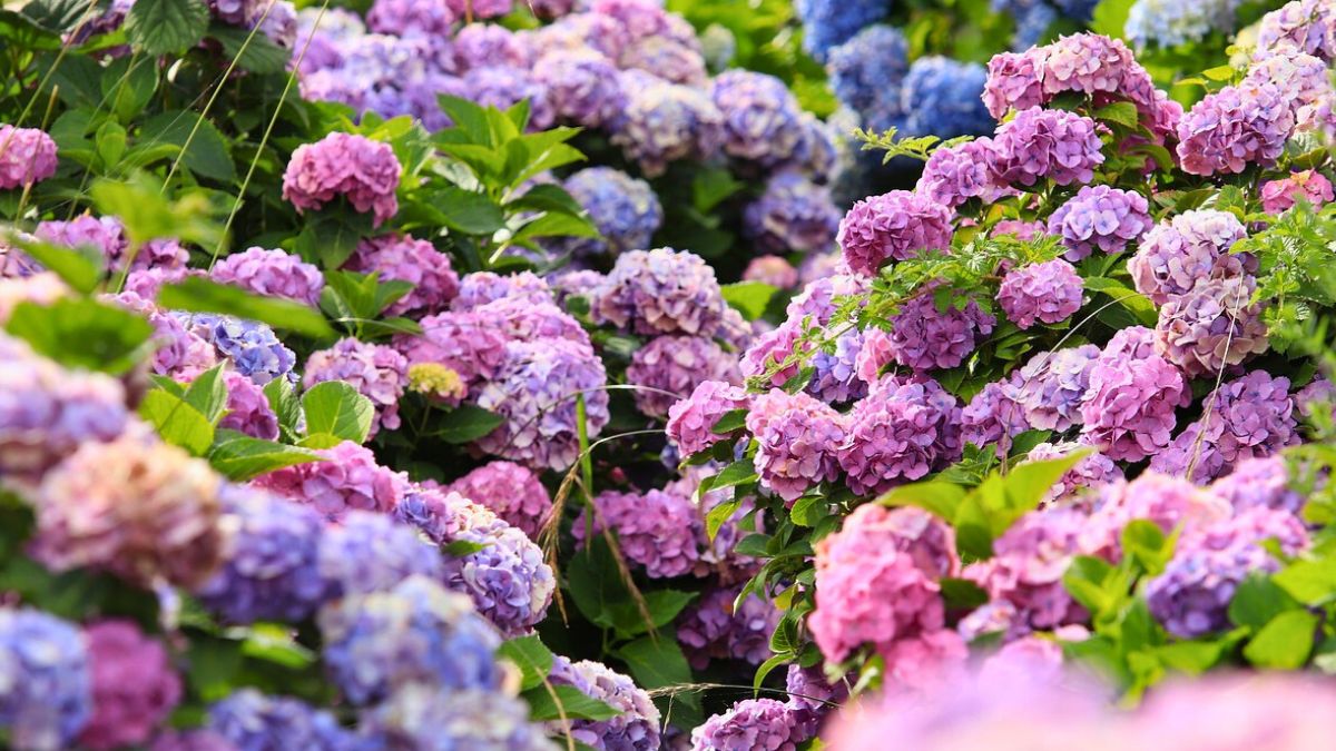 Hortensja w ogrodzie może się od siebie różnić 