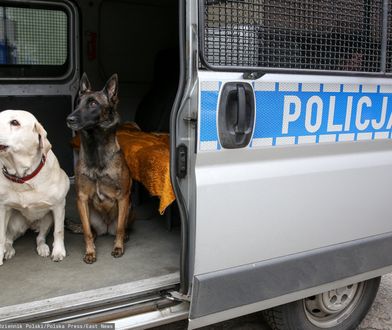 Pieskie życie funkcjonariusza. W Polsce wciąż nie ma obowiązku opieki nad psim emerytem