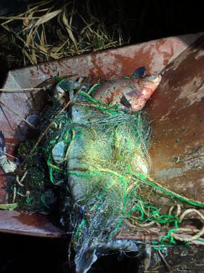 Nielegalny połów ryb 