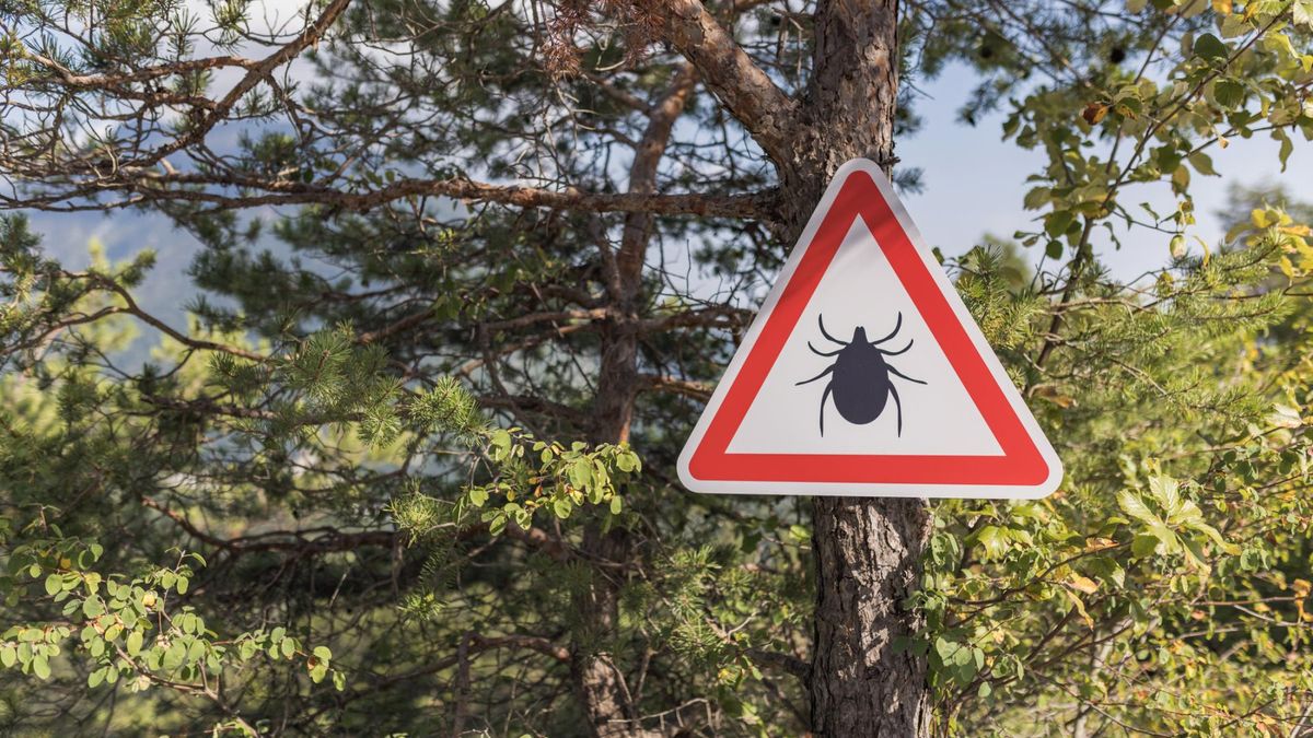 Uważaj podczas grzybobrania. Sezon na kleszcze trwa w najlepsze