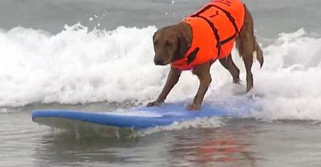 Był gwiazdą internetu. Golden retriever "Rykoszet" nie żyje