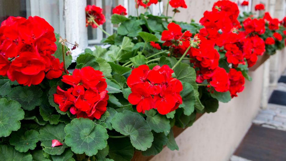 nature, red, garden, flower, summer, plant, blossom, blooming, petal, pelargonium, leaf, gardening, botany, vibrant, bright, beautiful, growing, closeup, botanical, floral, macro, color, single, small, natural, roots, saturated, spring, geranium, flora, streaked, stem, bloom, stamen, soft, shrubs, fresh, green, greenhouse, exterior, dappled, raw, detail, bicolor, grow, pelargonia, blossoming, growth, nobody, head