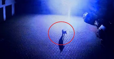 Wilki w Lubuskiem. Strażacy pokazali nocne nagranie