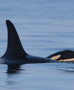 Orka Tahlequah, o której mówił cały świat. Doczekała się potomstwa