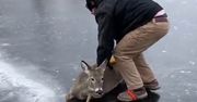 Jeleń znalazł się w prawdziwej pułapce. Nagle nadeszła pomoc