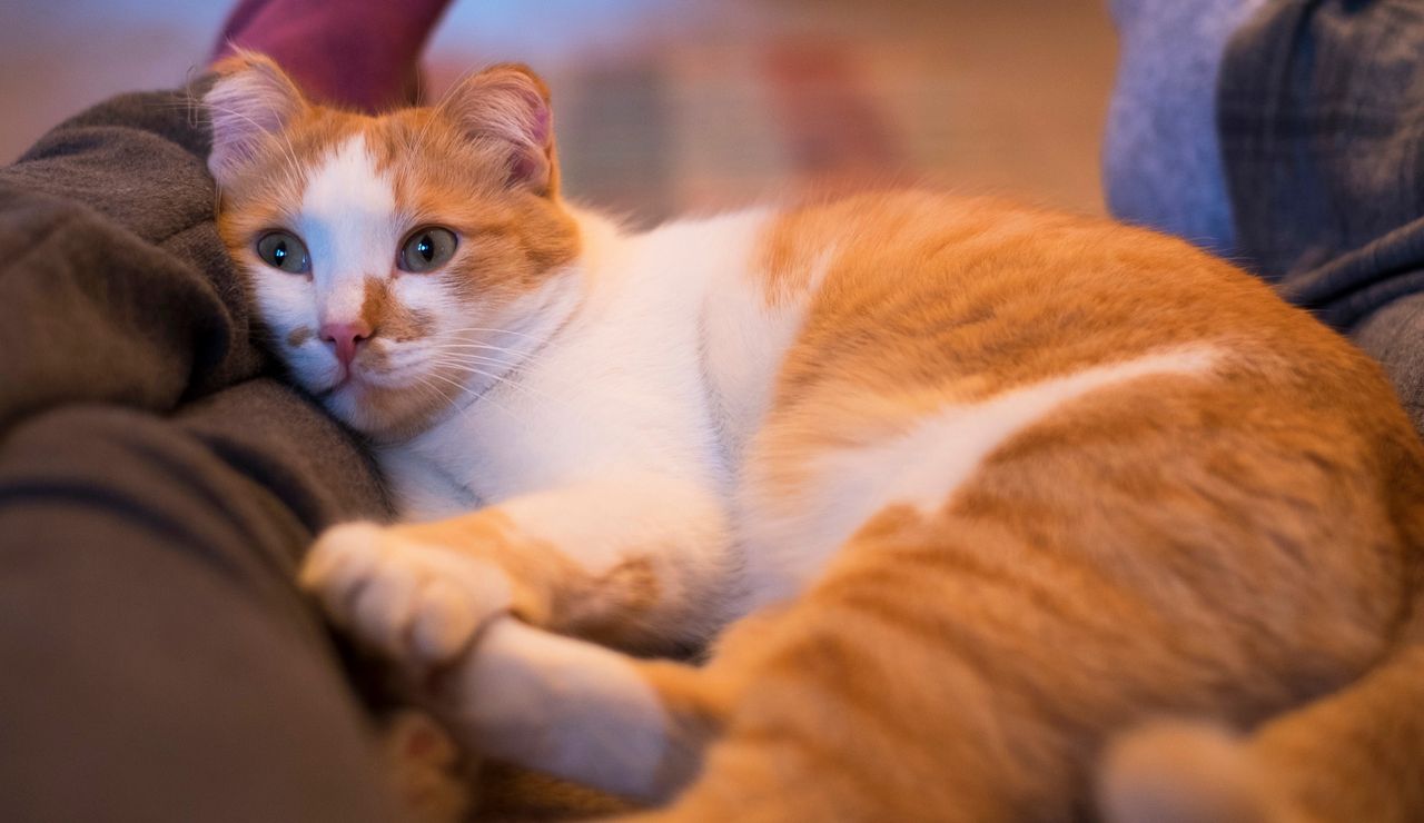 Understanding your cat: Decoding the comforting message behind their peculiar behavior