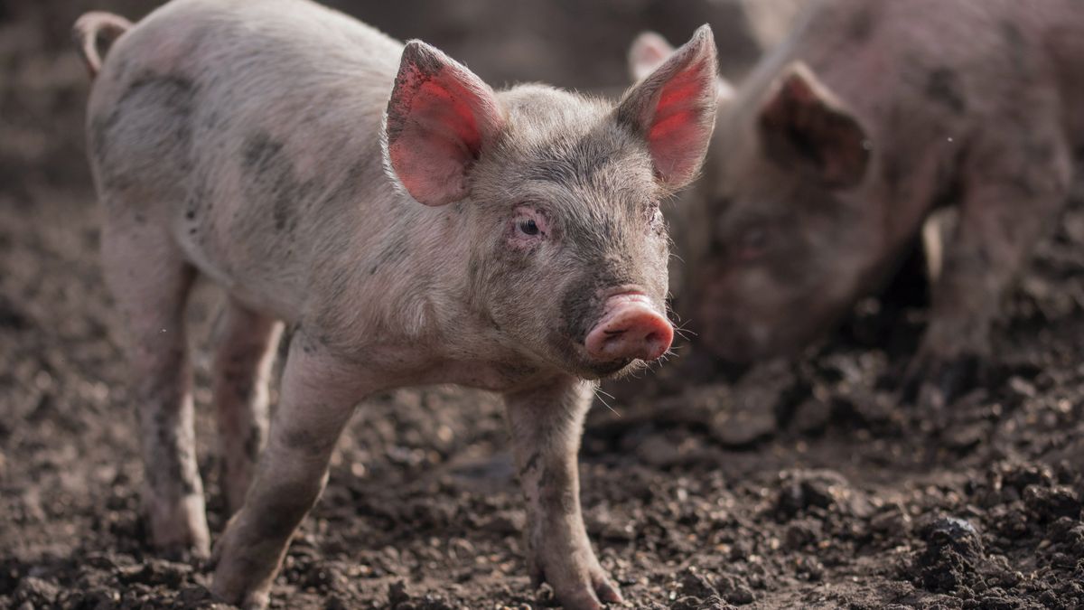 Jeden potwierdzony przypadek ASF w Niemczech wpłynął na ceny wieprzowiny w całej Europie