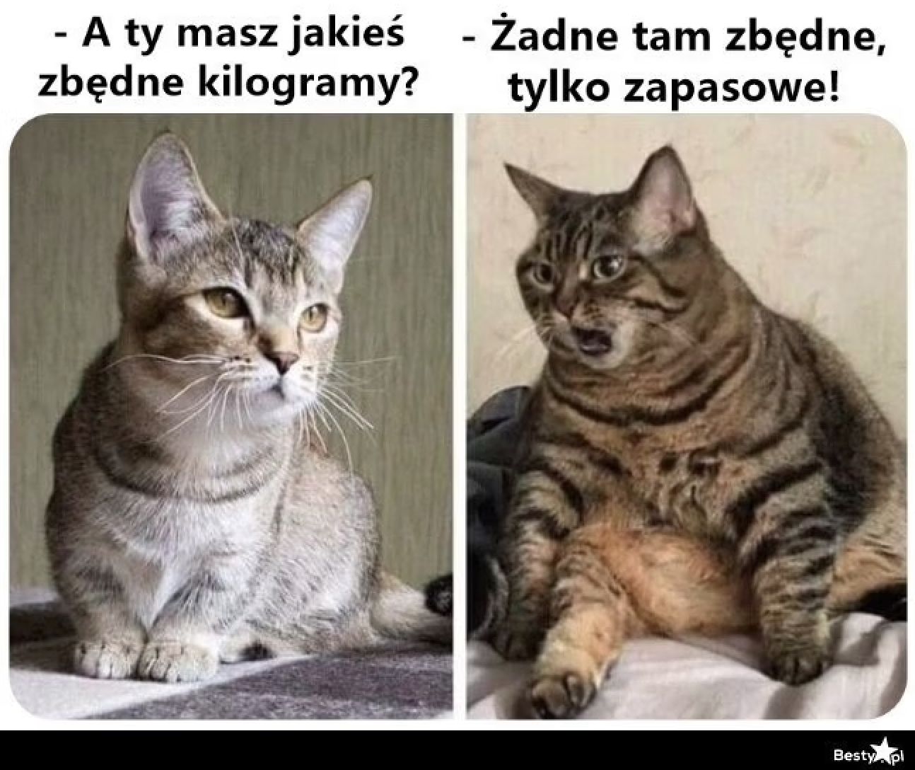 Memy na Dzień Kota