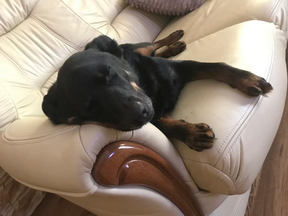 Dzień Kundelka na Pudelku!