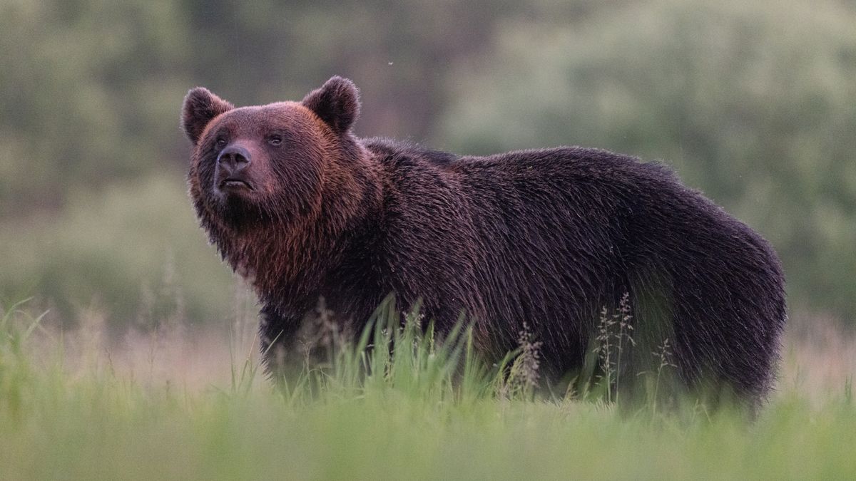 Niedźwiedź zaatakował czteroosobową rodzinę.