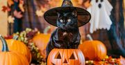 Koty i Halloween. 10 wskazówek, jak zapewnić bezpieczeństwo kotu