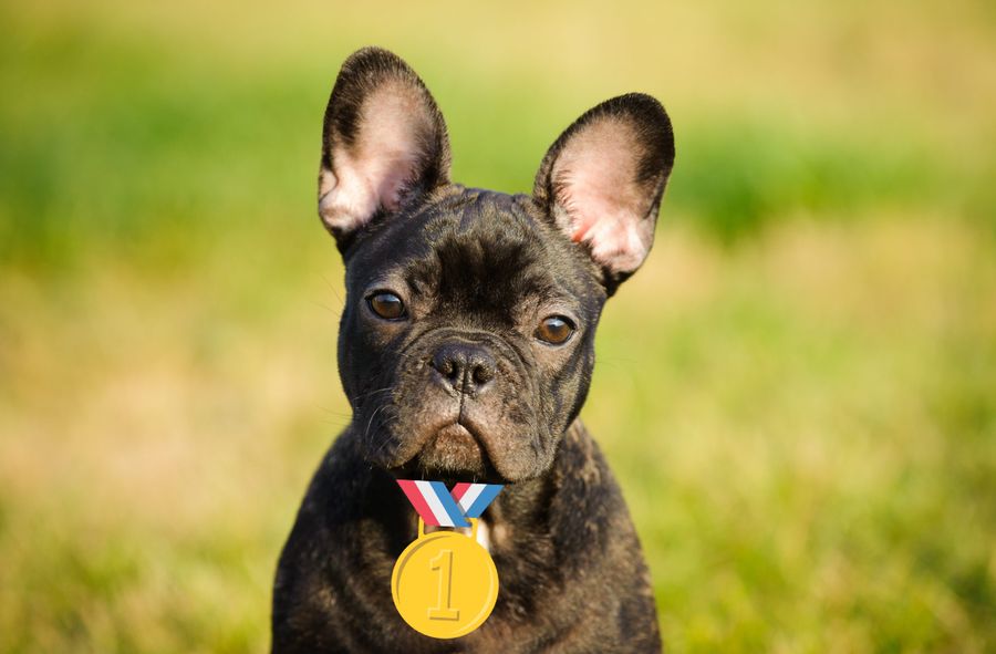 Buldog francuski najpopularniejszą rasą psów